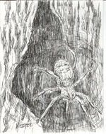 Spider Illustration